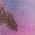 Color Swatch - Purple