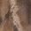 Color Swatch - Brown