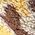 Color Swatch - Animal