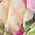 Color Swatch - Floral