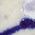 Color Swatch - Gold/Blue