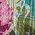 Color Swatch - Floral