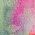 Color Swatch - Multi/Misc