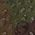 Color Swatch - Green