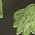 Color Swatch - Black/Green