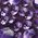 Color Swatch - Purple