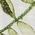 Color Swatch - Green