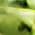 Color Swatch - Sterling Peridot