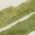 Color Swatch - Green