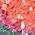 Color Swatch - Pink