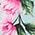 Color Swatch - Floral