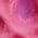 Color Swatch - Pink