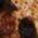 Color Swatch - Animal