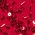 Color Swatch - Red