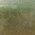 Color Swatch - Gold