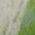 Color Swatch - Green