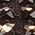Color Swatch - Brown