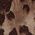Color Swatch - Animal
