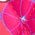 Color Swatch - Floral