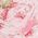 Color Swatch - Pink/Fuchsia
