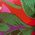 Color Swatch - Floral