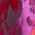 Color Swatch - Bright Fuchsia Multi