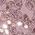 Color Swatch - Purple