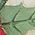 Color Swatch - Green