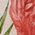 Color Swatch - Pink