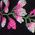 Color Swatch - Floral