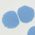 Color Swatch - Cornflower