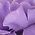 Color Swatch - Purple