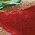 Color Swatch - Red