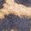 Color Swatch - Leopard