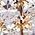 Color Swatch - Gold/Crystal
