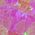 Color Swatch - Pink