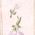 Color Swatch - Pink