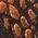 Color Swatch - Brown