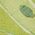 Color Swatch - Citron Multi