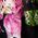Color Swatch - Floral