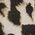 Color Swatch - Bay Leaf Multi