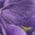 Color Swatch - Purple