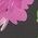 Color Swatch - Floral
