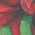 Color Swatch - Red