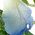 Color Swatch - Blue
