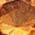 Color Swatch - Orange