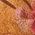 Color Swatch - Orange
