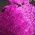 Color Swatch - Purple