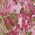 Color Swatch - Pink