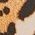Color Swatch - Animal